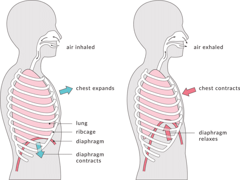 Why is diaphragmatic breathing important? - Stay Tuned Sports Medicine