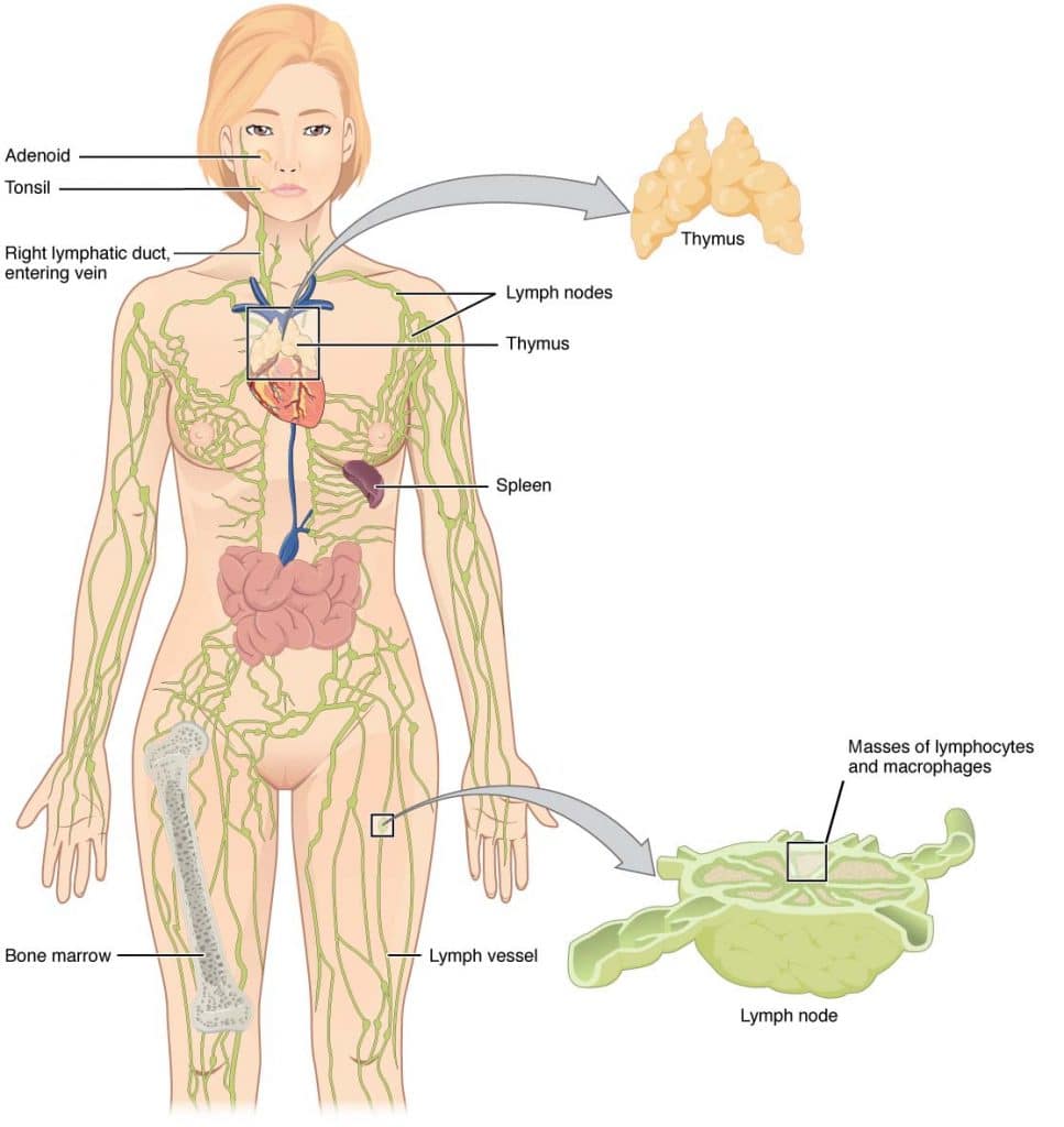 Image of Lymphatic System