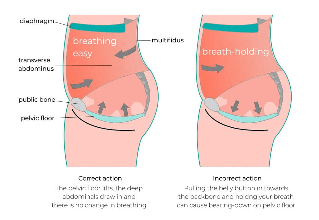 pregnacy and the pelvic floor